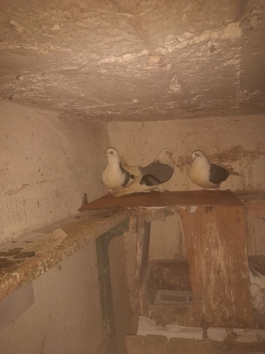 Vand porumbei jucatori