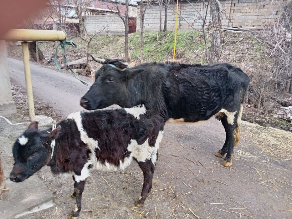 Сиiр бузауымен 3-шi тума