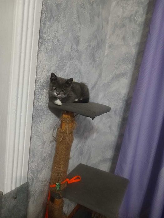 красавчик Котёнок мальчик
