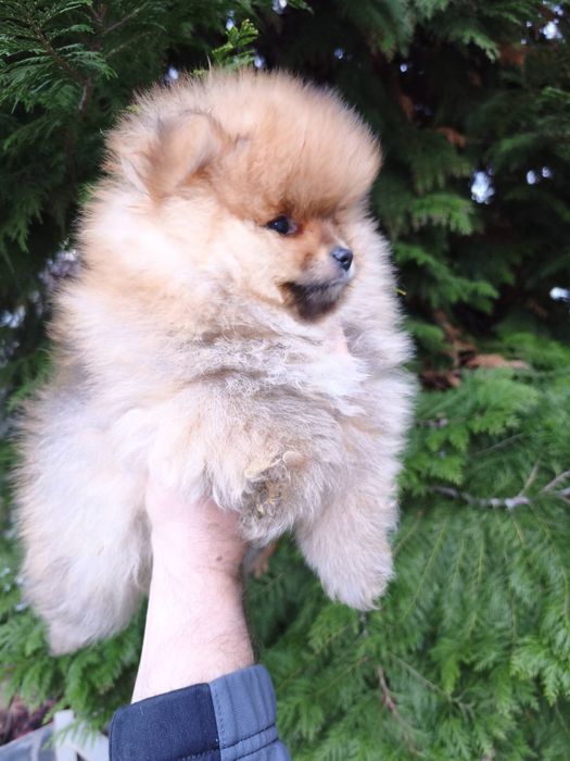 Померан мъжки и женски
