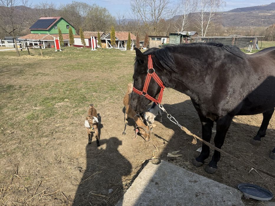 Locuri de cazare , campare , pensiune cai centru echitatie