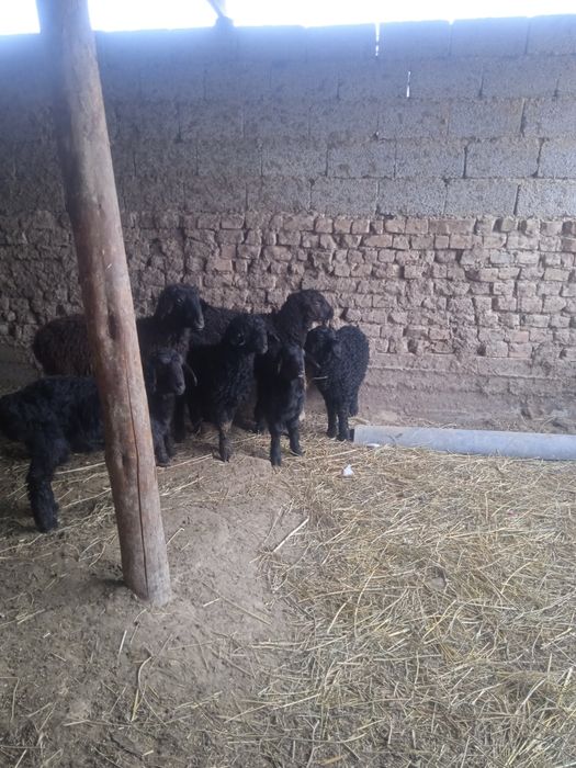 Козылар сатылады кой козы