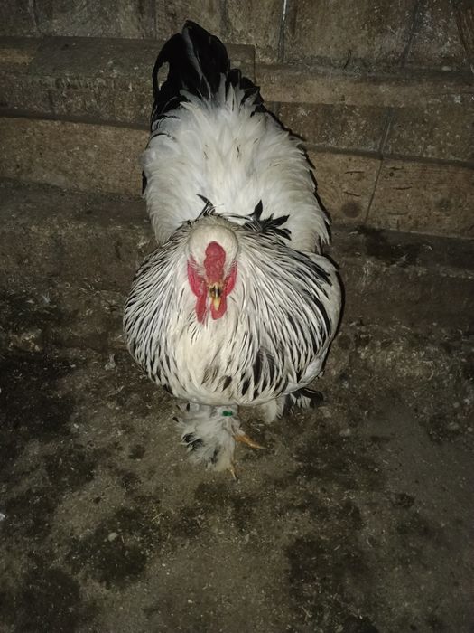 Vând cocoș brahma Columbia alb-negru