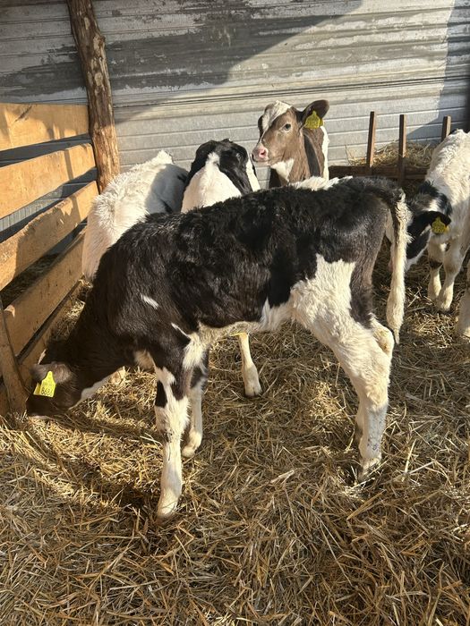 Vitele holstein de vanzare