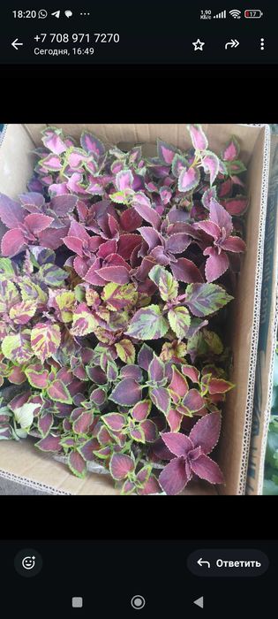 Продам комнатные цветы