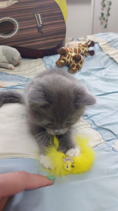 Отдам котенка 2 мес