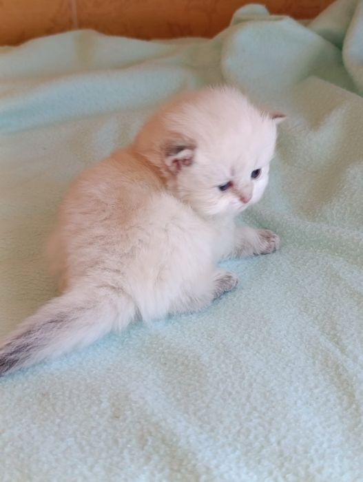 British Longhair  fetite.