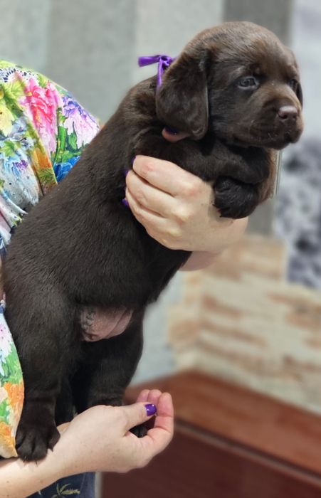 Щенки лабрадора ретривера