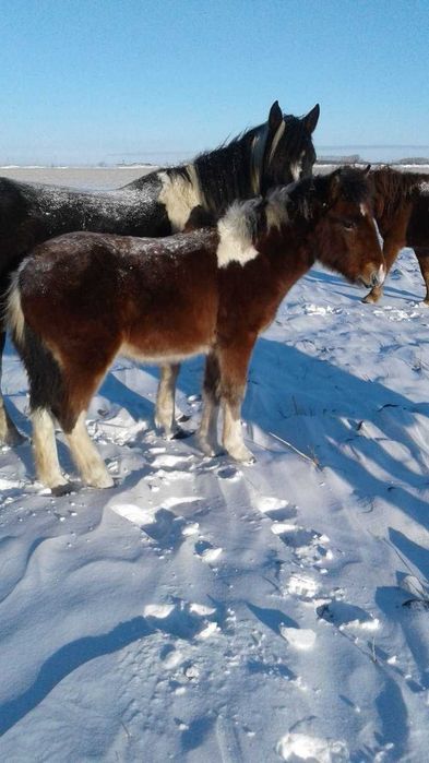 Продам Жеребчика