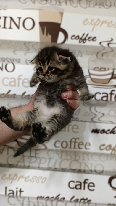 Shinshila mushukchalarimiz