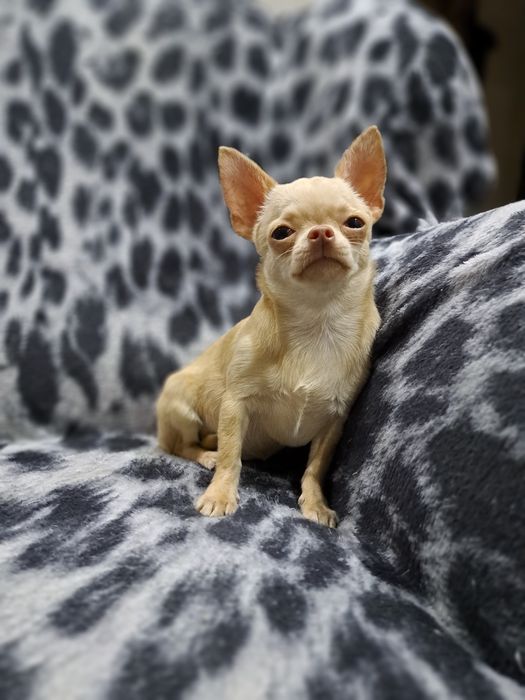 Вязка мини Чихуахуа