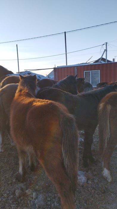 Жеребята,тайчики