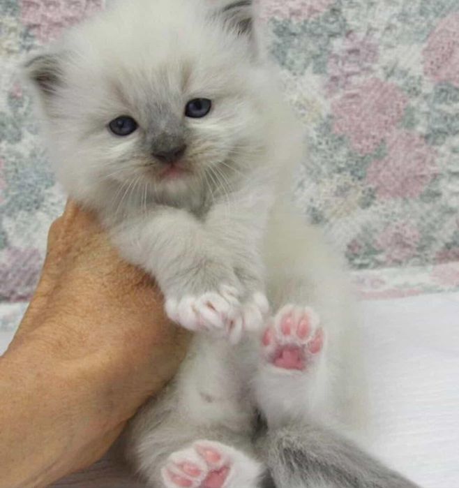 Ragdoll fetiță  1500 lei pufoasa