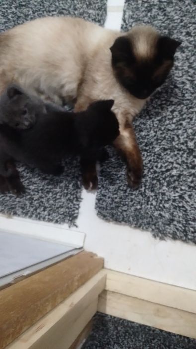 Skottish Fold mushukcha