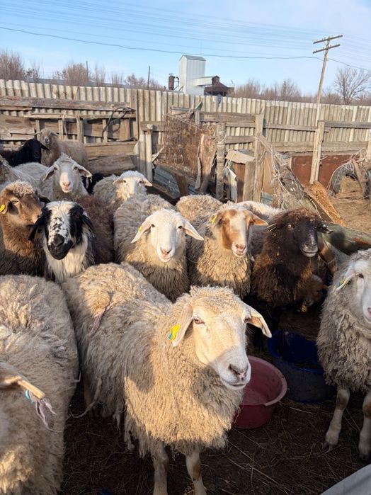 Продаются Бараны