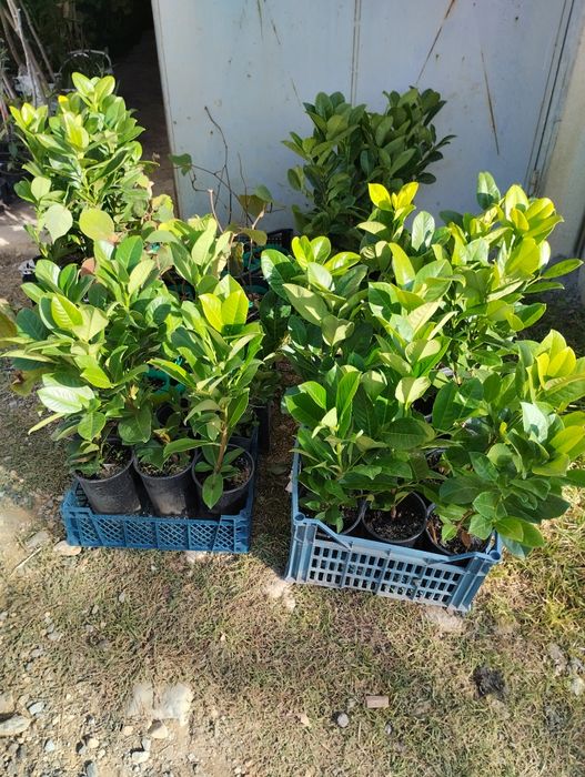 Лавровишна - жив плет