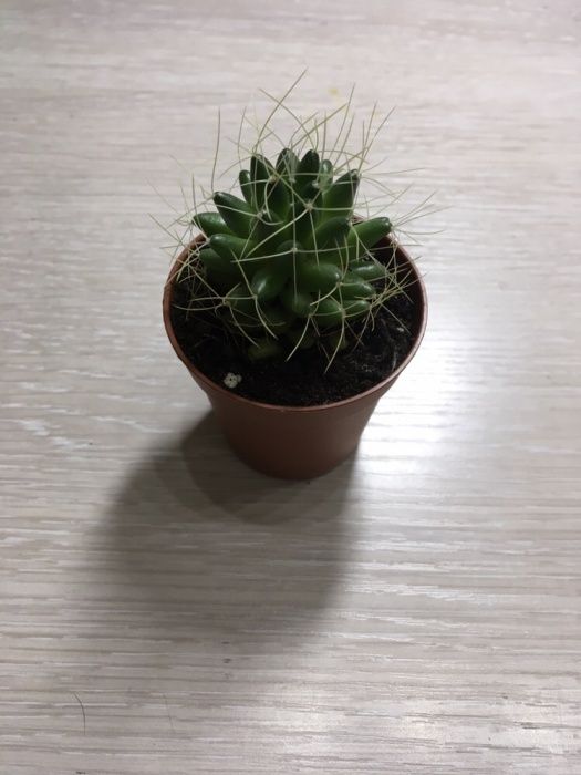 АКЦИЯ!!! Кактусы 800тг!!!