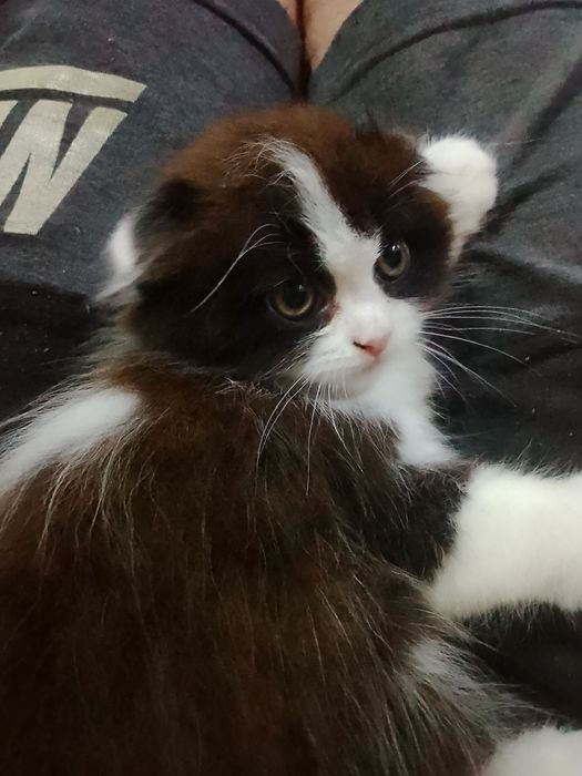 Продам вислоухие котик