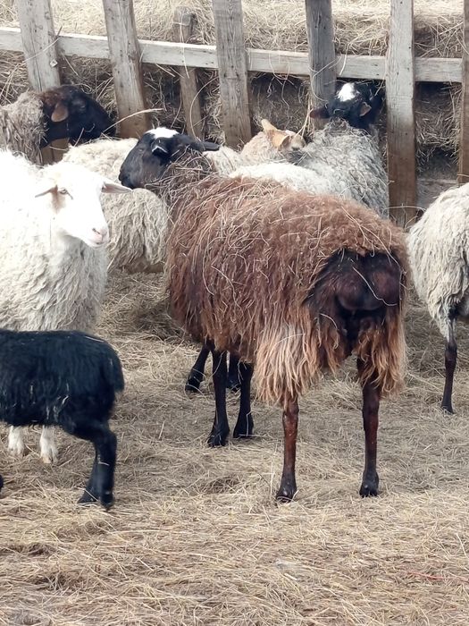 Продам 5 самок 120000