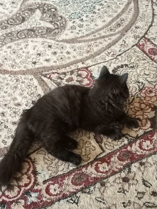 Котик четырех месяцев