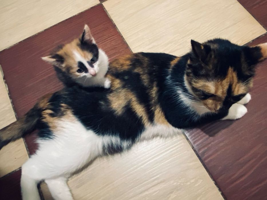 котенок в добрые руки