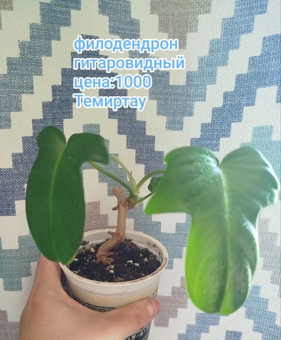 Продаю комнатные растения