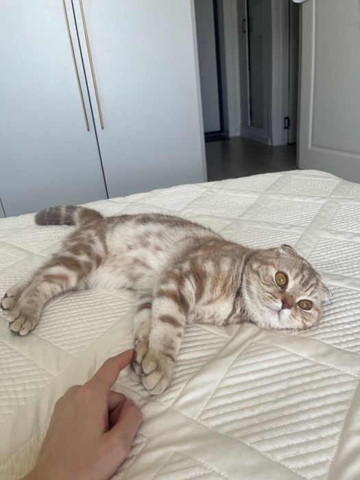 Кошка шотландская