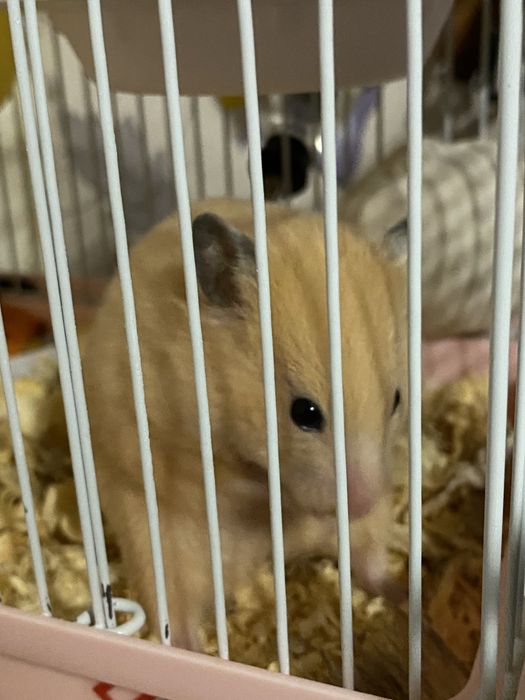 Продам сирийского хомяка