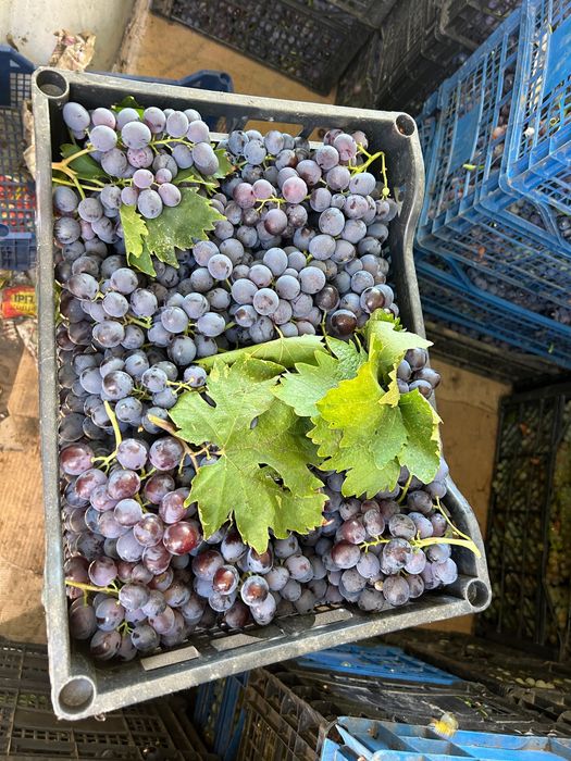 Must Ottonel, Hamburg