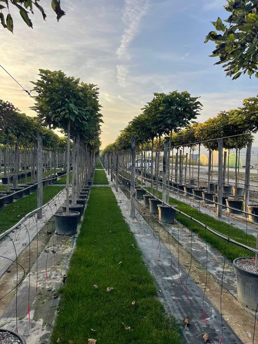 Plante Ornamentale Dense – Efect Vizual Imediat