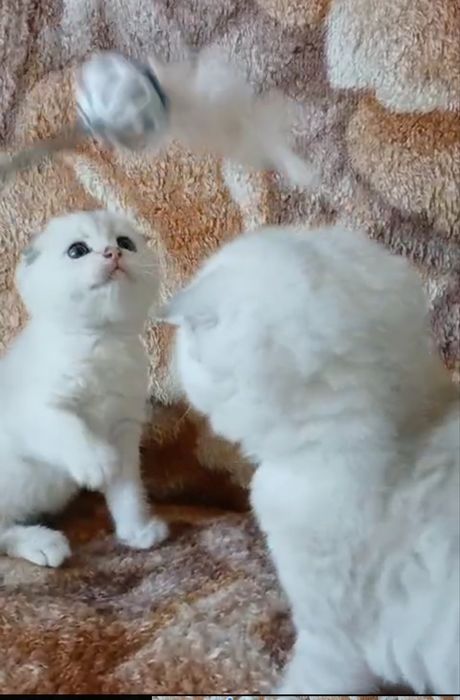 Продаются чистокровные шиншиллы