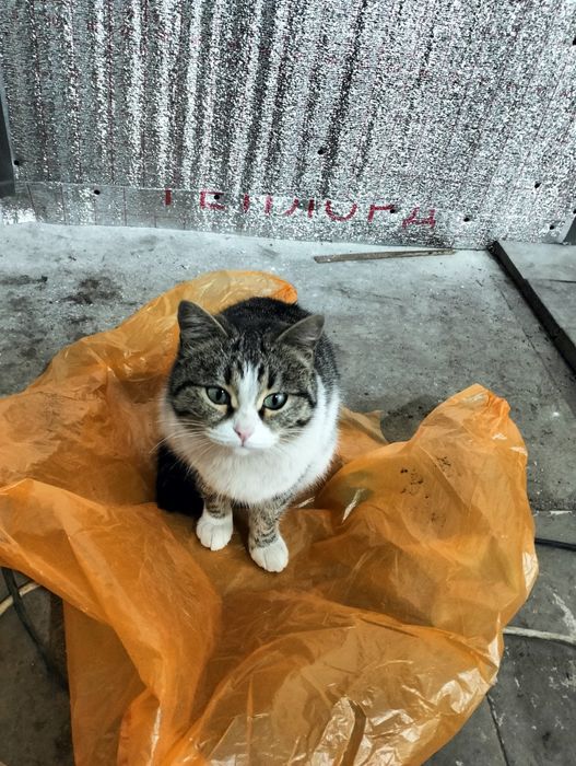 Кошка сто-шка ищет дом