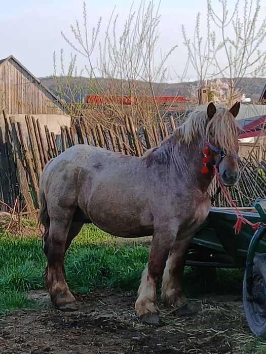 Vând hărmasar  semi greu