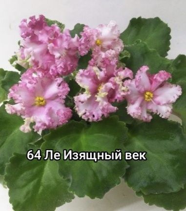 Сортовые комнатные фиалки