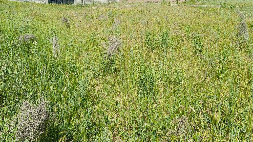 6 sotik quruq joy sotiladi