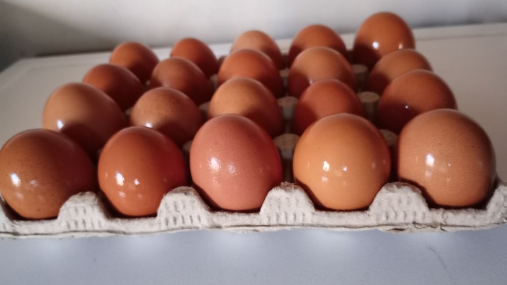 Vând ouă bio( de casă) 2 lei buc