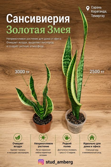 Суккуленты, кактусы,алоэ