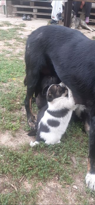 Donez 2 baieti din cei 7 catei. 5 dintre ei s-au dat,au ramas unul alb si unul negru cei din poza