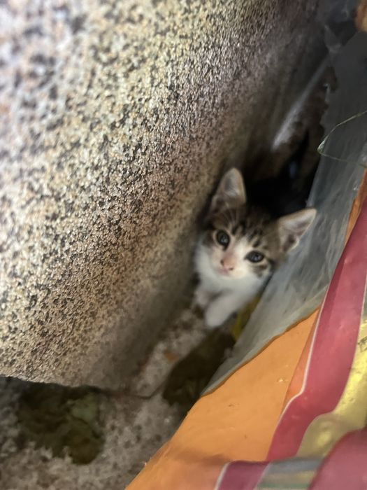 Безплатни котенца