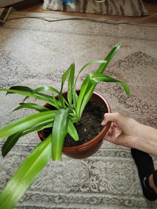 Продаю хлорофитум