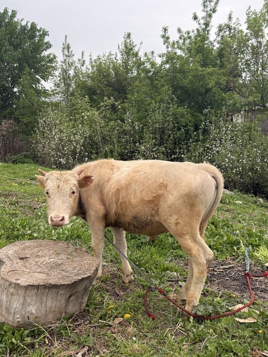 Продам 2 бычка две телки