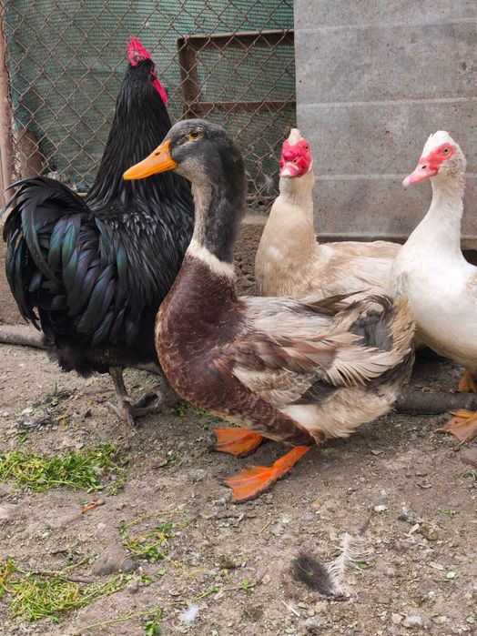 Продавам качествени и здрави домашно отгледани птици