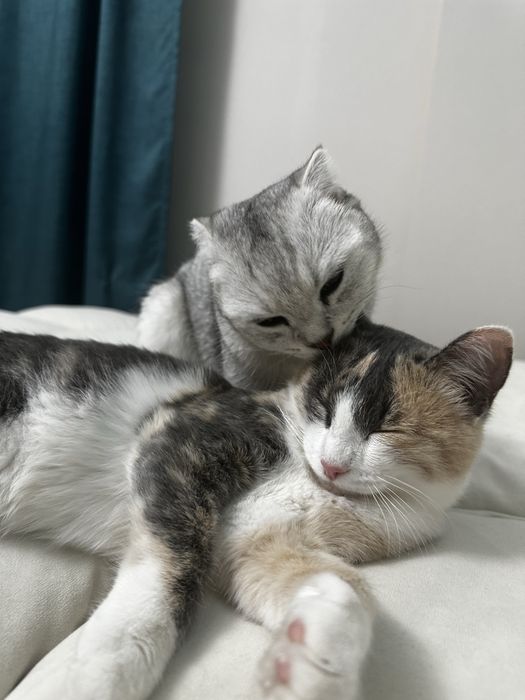Кошка девочка 10 мес.