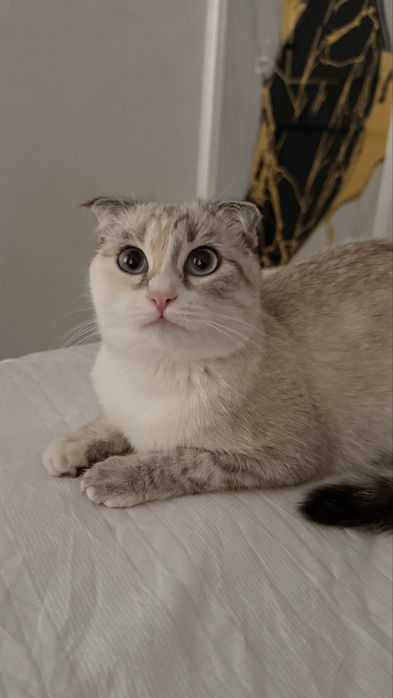 Scottish Fold collor point