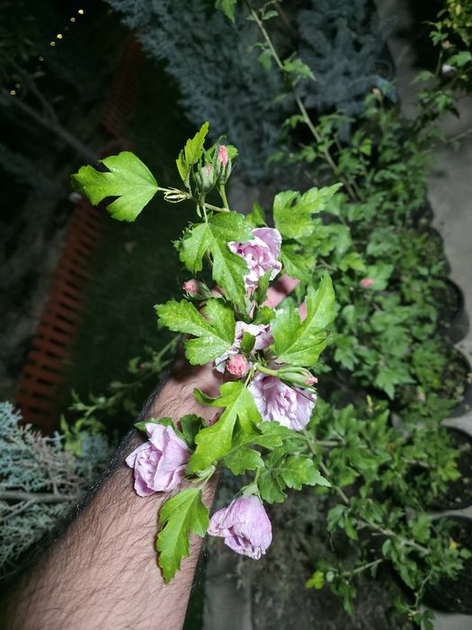 Ёл. Йел Полша Привазной. Ийонимус аурера. Кипарис