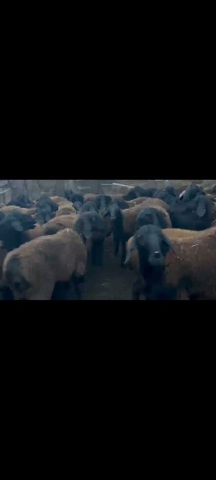 Qochqorlar bor naxtga