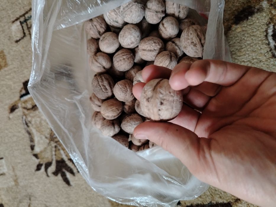 Грецкий орех домашний