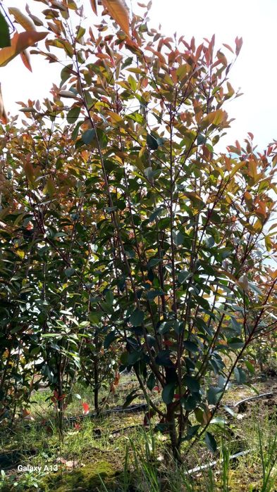 Photinia Red Robin 2,5 m