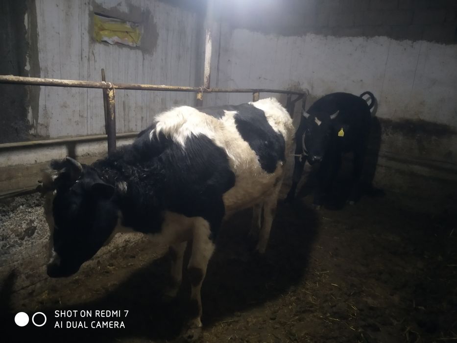 Срочно сотилади хуккуз арзонга