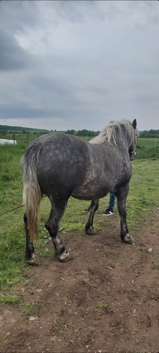 Vând mânză de 2 ani și 8 luni